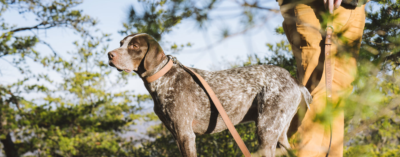 Backpacking with Dogs