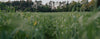 Wheat field growing