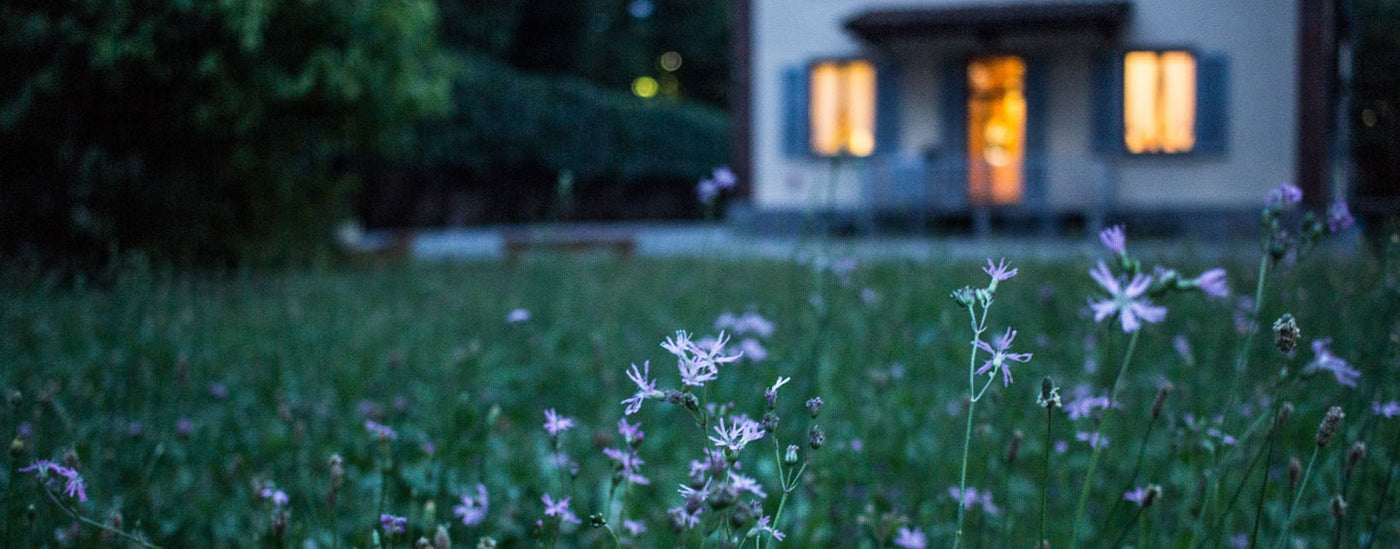 Summer night Buffalo Jackson