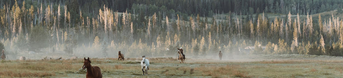 Buffalo Jackson 10 Years