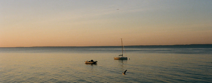 Ocean sunset Buffalo Jackson