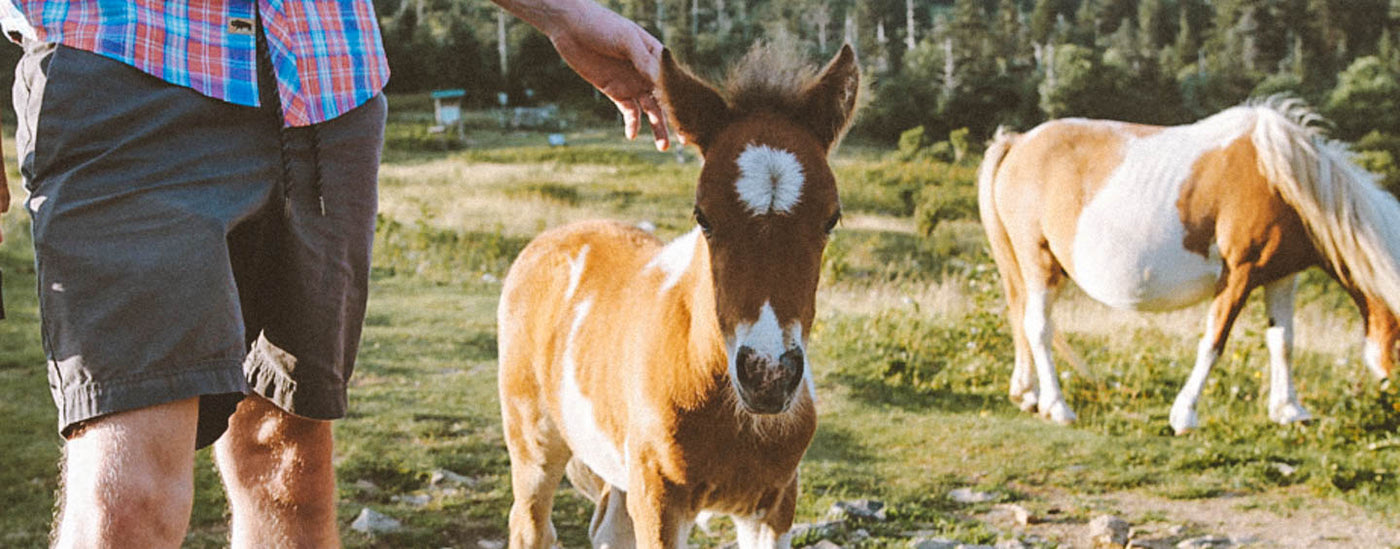 Wild pony Buffalo Jackson