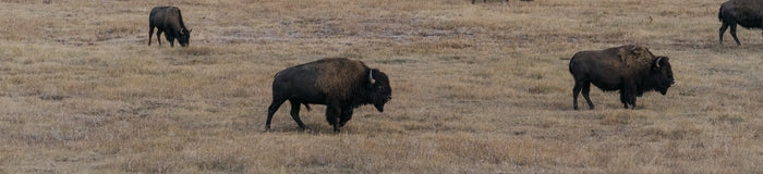 American Bison